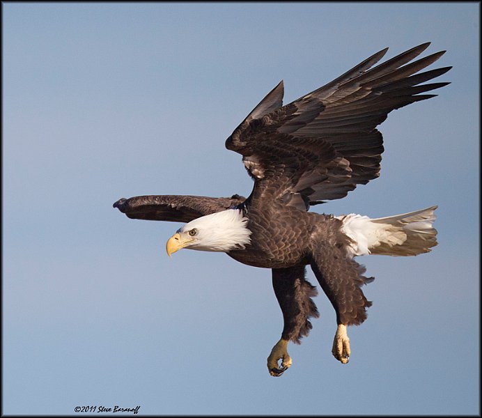 _1SB7463 american bald eagle.jpg